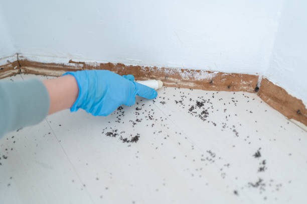 Best Affordable Pest Control Services  in Manchester, WA
